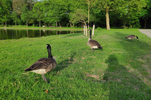 Translating Critter | field recording workshop