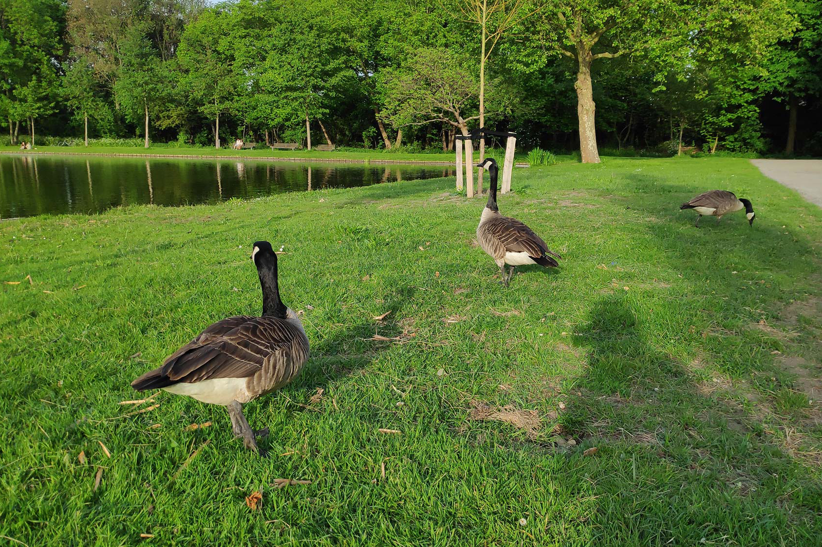 Translating Critter | field recording workshop