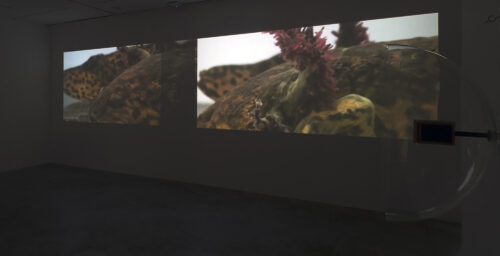 Robertina Šebjanič: Piscis ludicrous / Transfixed Gaze (Lygophilia) | curated solo show