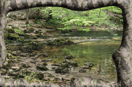 Translating Critters: Under Maple Trees | sound walk