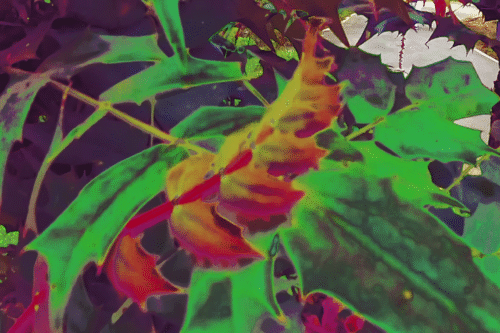 Desire to Impress: Urban Blackbird Ecology