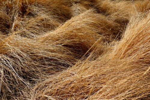 I listen to the Grass Grow | durational sonification