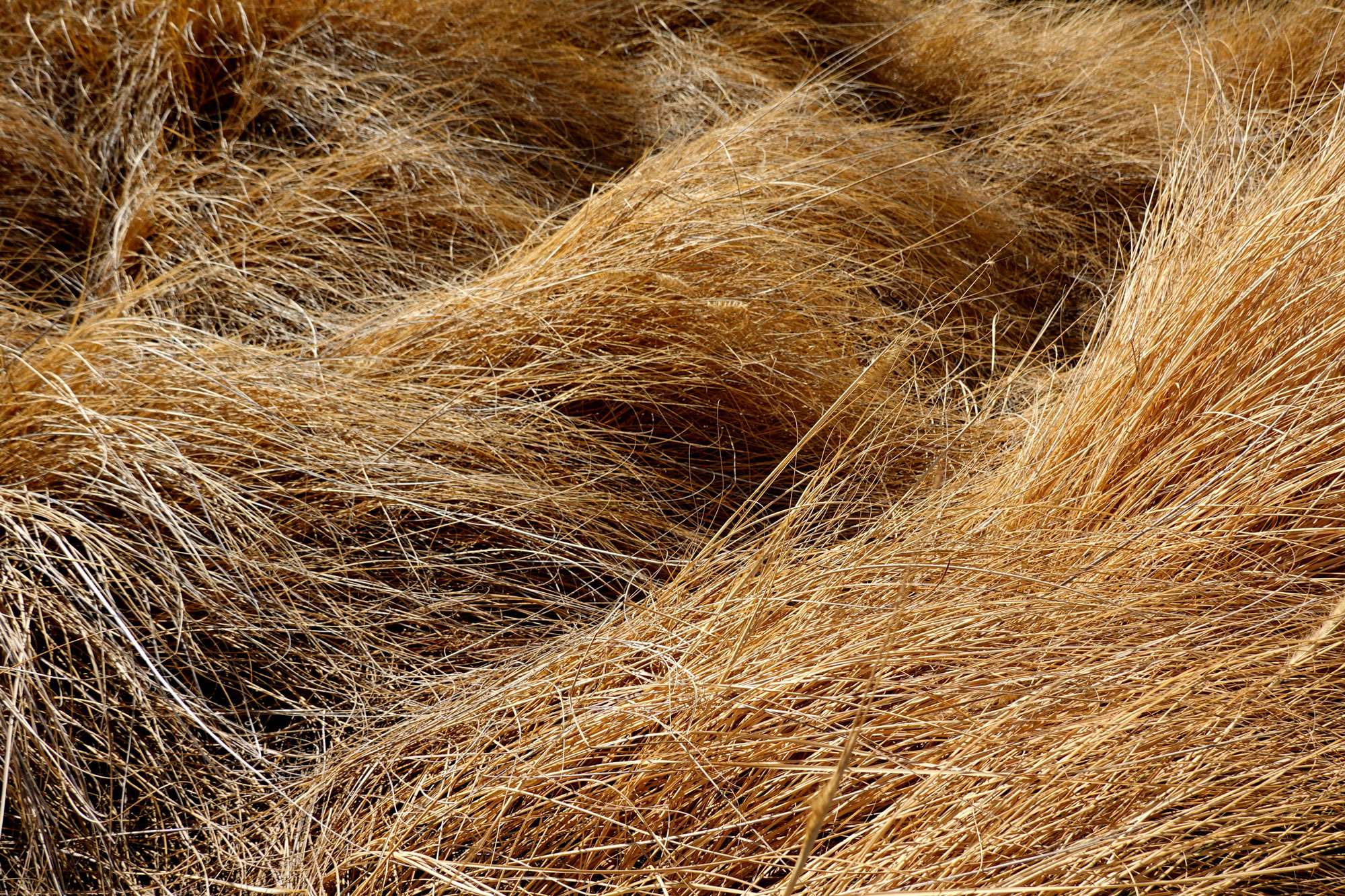 I listen to the Grass Grow | durational sonification